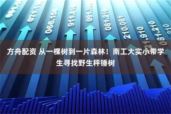方舟配资 从一棵树到一片森林！南工大实小带学生寻找野生秤锤树